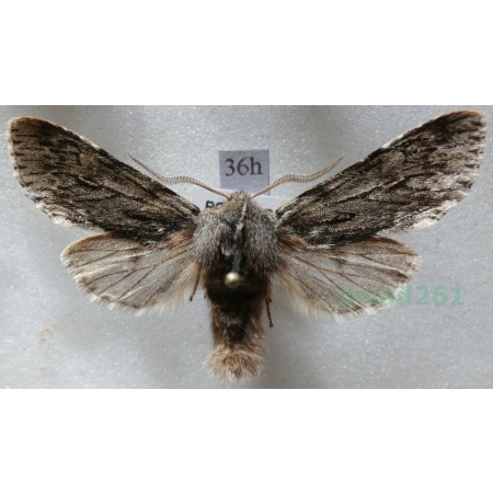 Brachionycha nubeculosa (Esper, 1785) Lazdona brzezinówka Czech36h